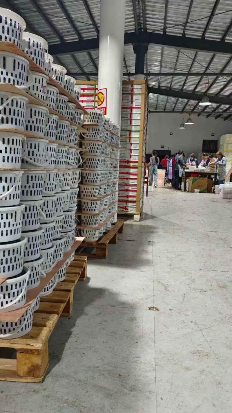 优质推荐蓝莓F6大量上市规格齐全货源充足价格美丽