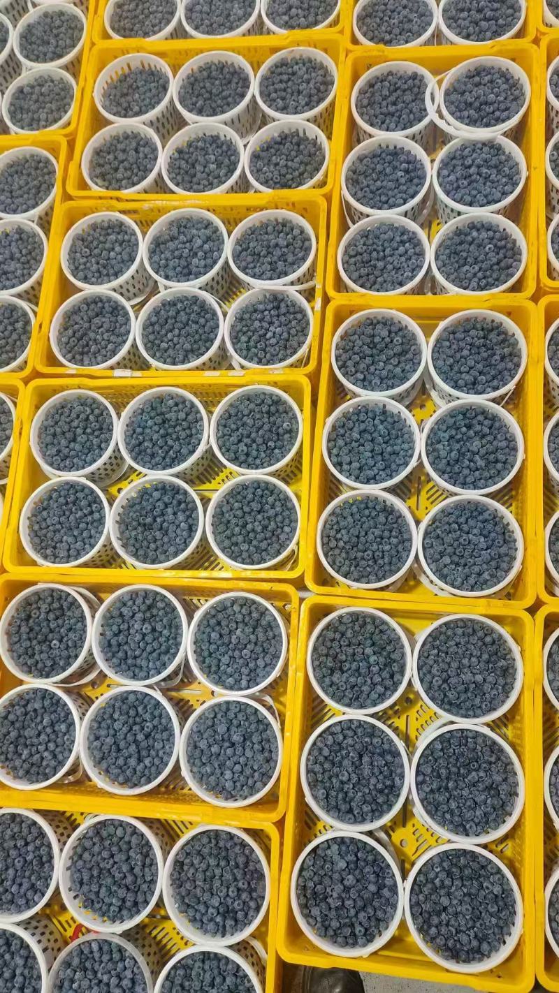 优质推荐蓝莓F6大量上市规格齐全货源充足价格美丽