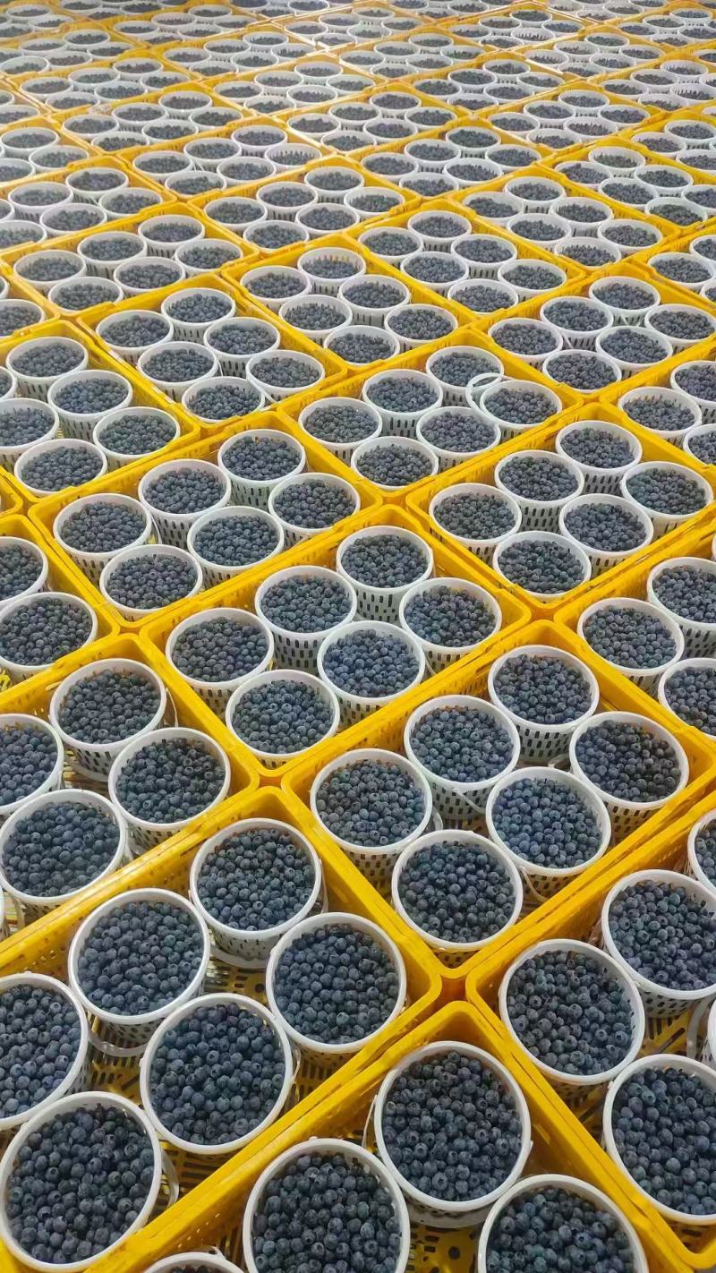 优质推荐蓝莓F6大量上市规格齐全货源充足价格美丽