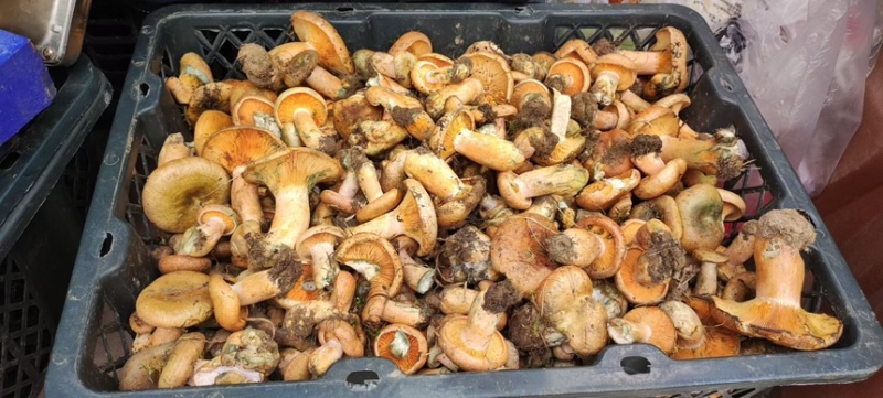 松树菌野生菌
