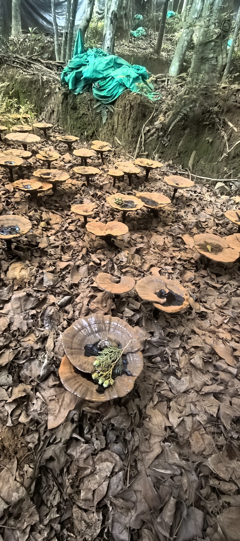 野生灵芝灵芝切片紫灵芝500g林芝干货正品泡酒