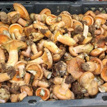 松树菌野生菌
