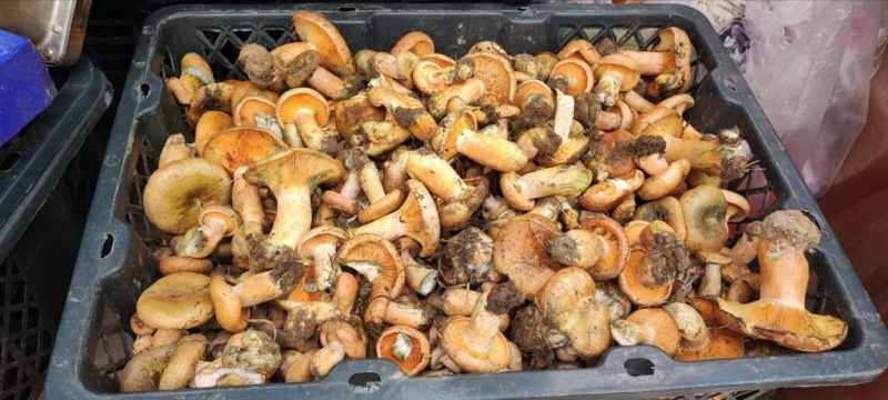 松树菌野生菌