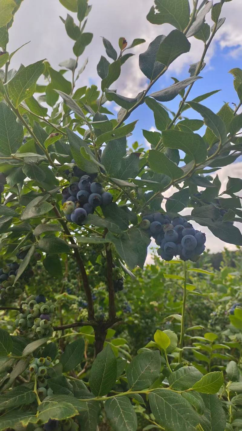 优质北陆蓝莓大量有货规格齐全量大从优欢迎全国老板来电