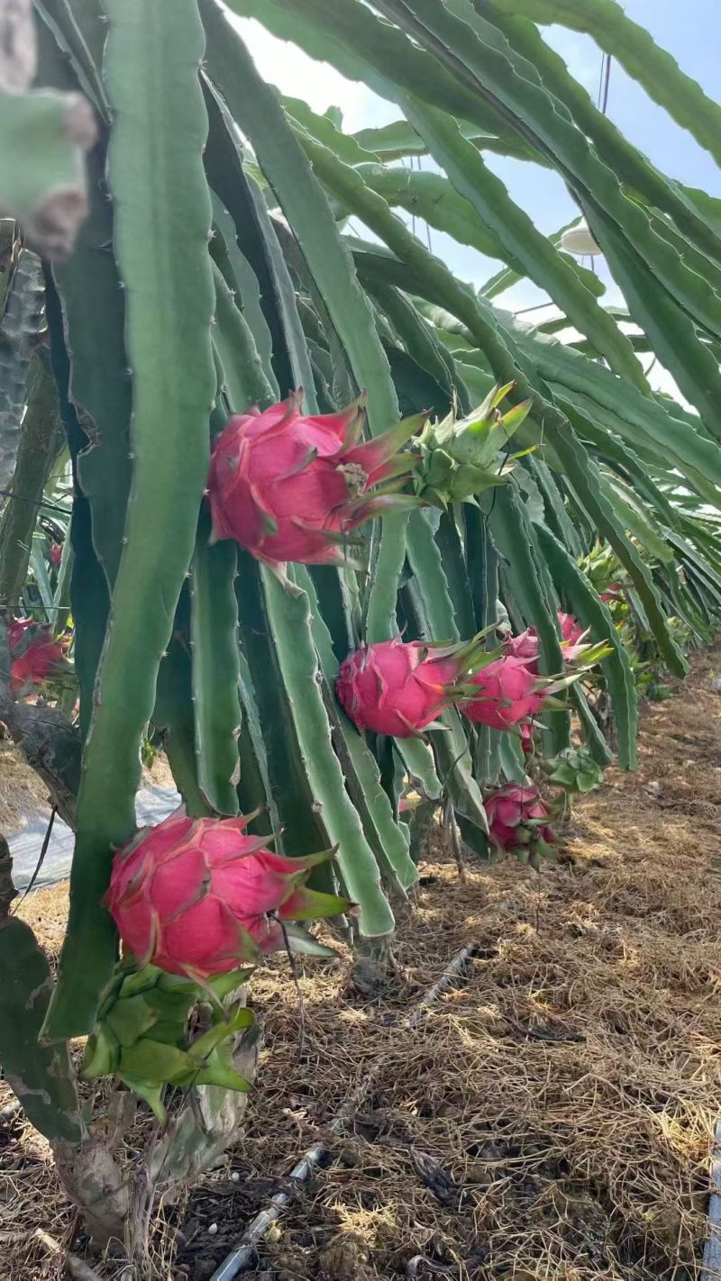 火龙果