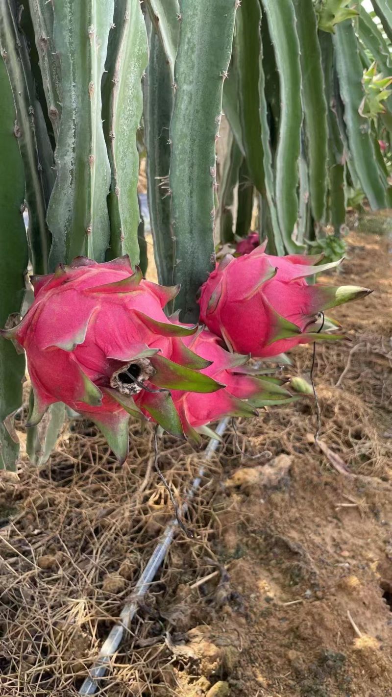 火龙果