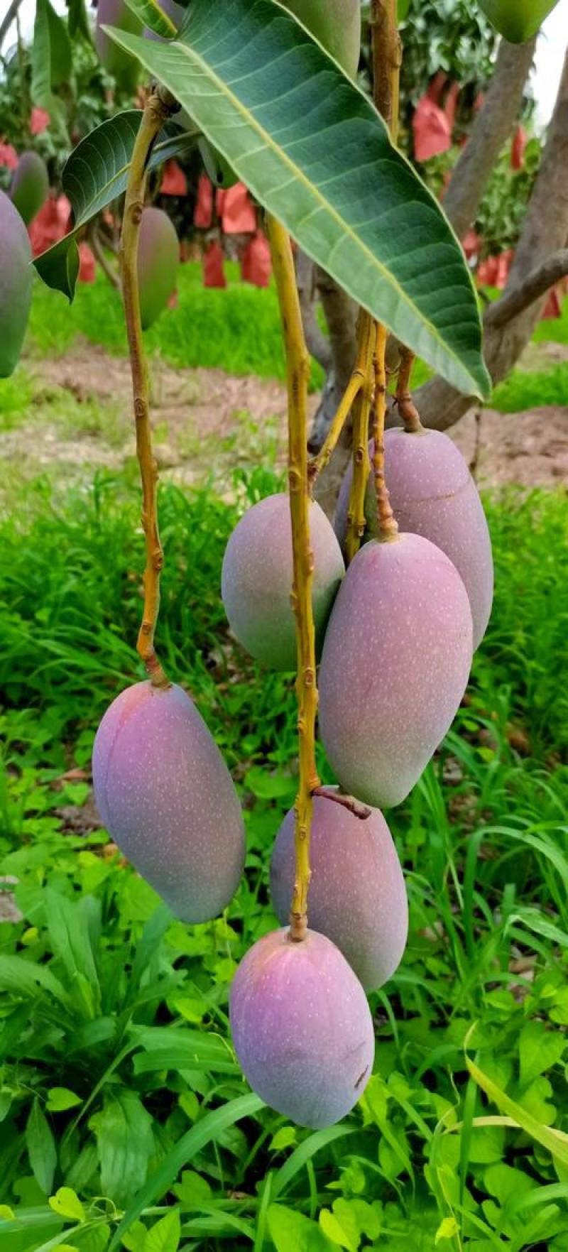 广西百色贵妃芒