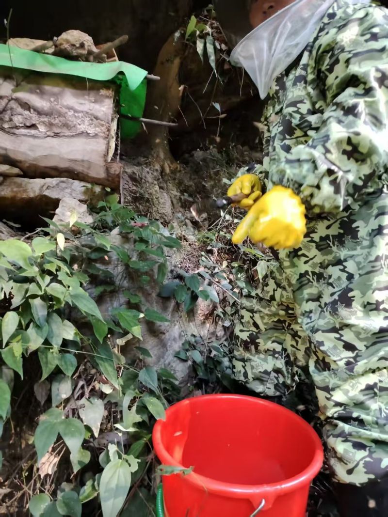 正宗大山野生蜂蜜