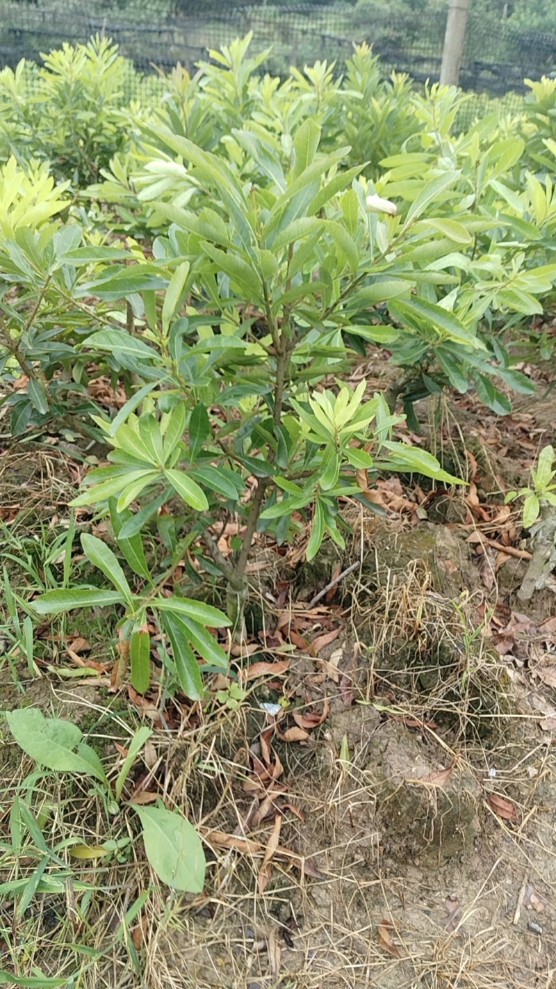 精品杨梅苗乌梅，台梅，东魁，水晶梅
