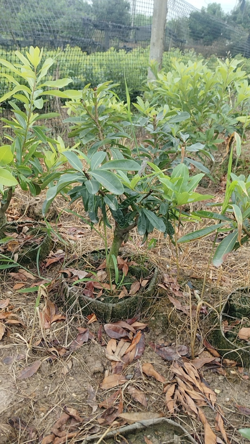 精品杨梅苗乌梅，台梅，东魁，水晶梅