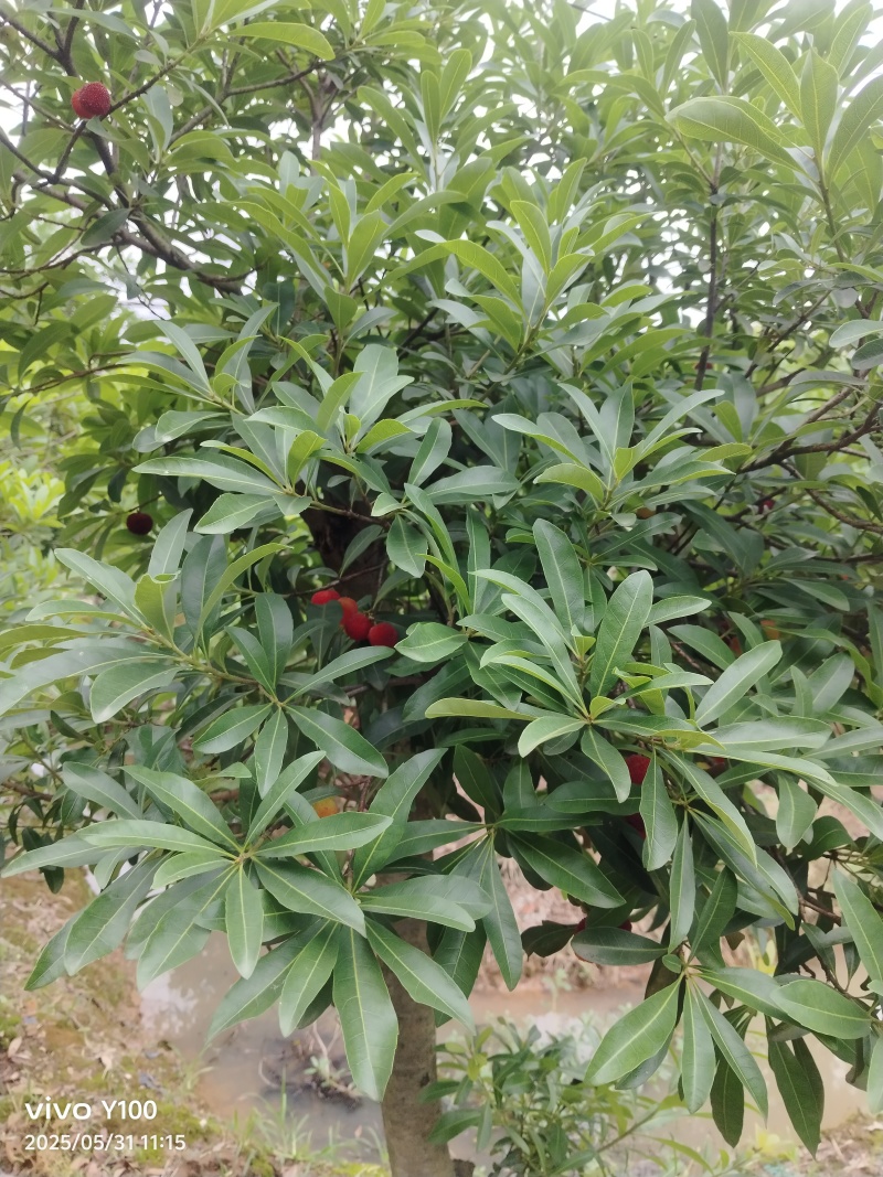 精品杨梅苗乌梅，台梅，东魁，水晶梅