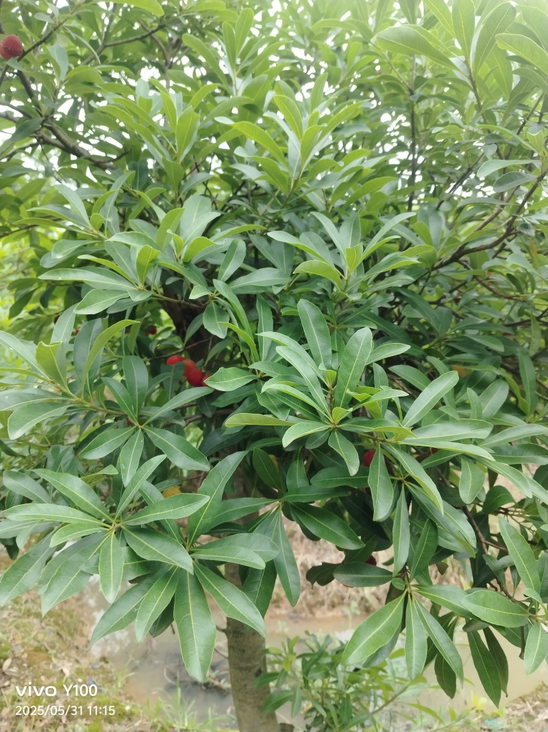 精品杨梅苗乌梅，台梅，东魁，水晶梅
