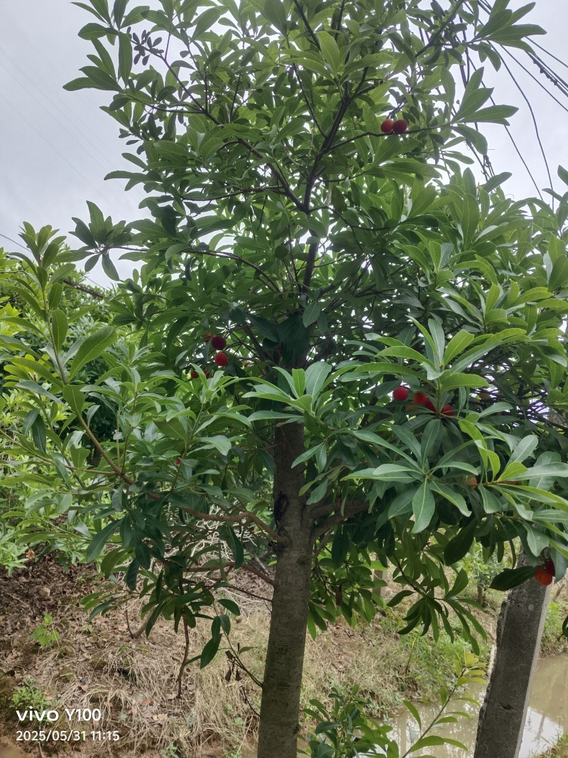 精品杨梅苗乌梅，台梅，东魁，水晶梅