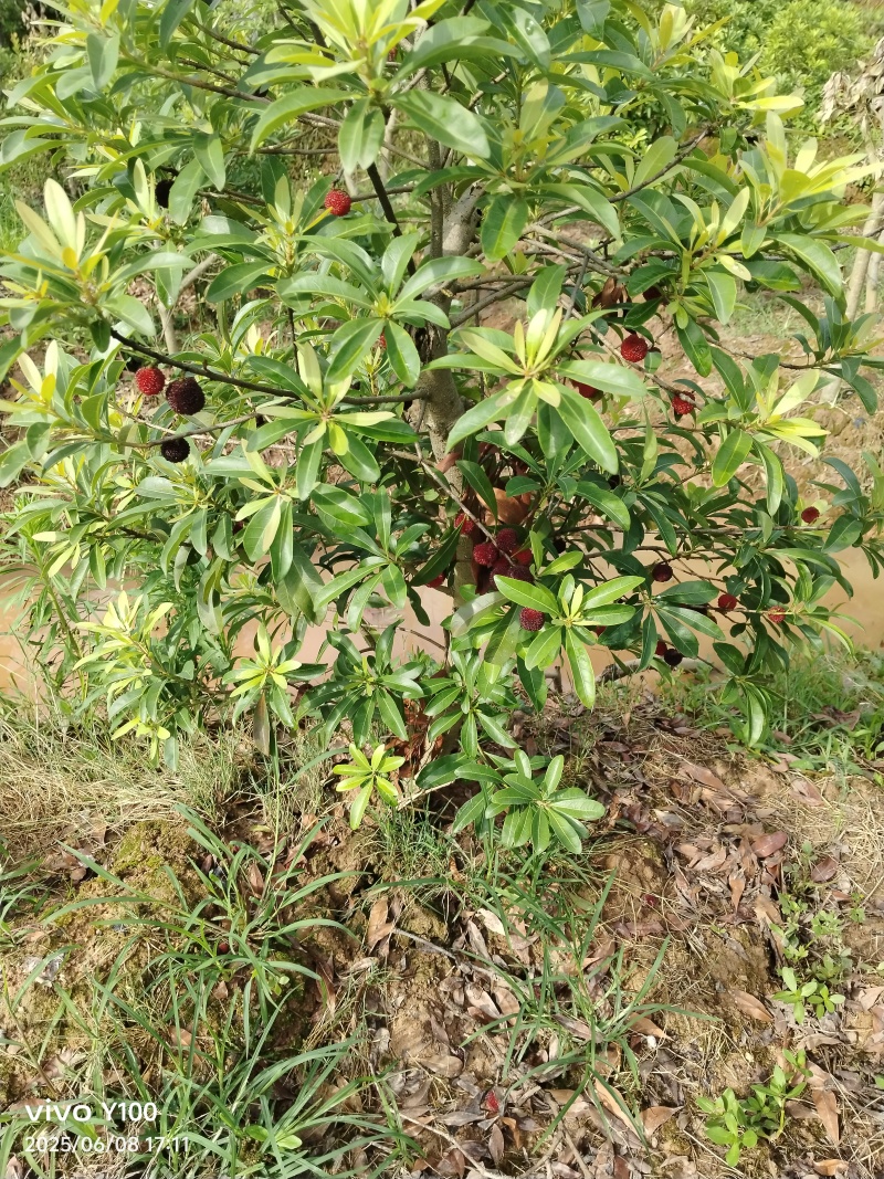 精品杨梅苗乌梅，台梅，东魁，水晶梅