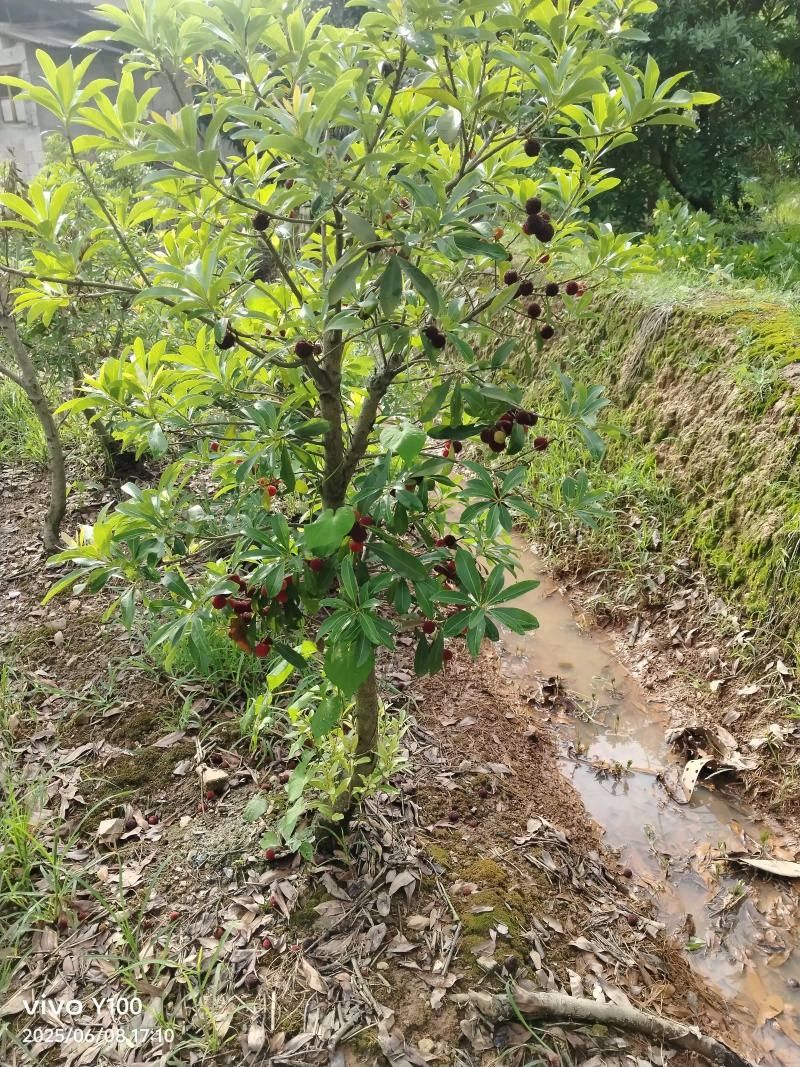 精品杨梅苗乌梅，台梅，东魁，水晶梅