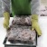 新鲜现杀牛蛙冷冻牛蛙规格4-6两品质优可对接烧烤火锅食材
