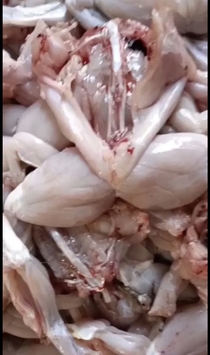 新鲜现杀牛蛙腿品质优可视频看货基地直供欢迎咨询