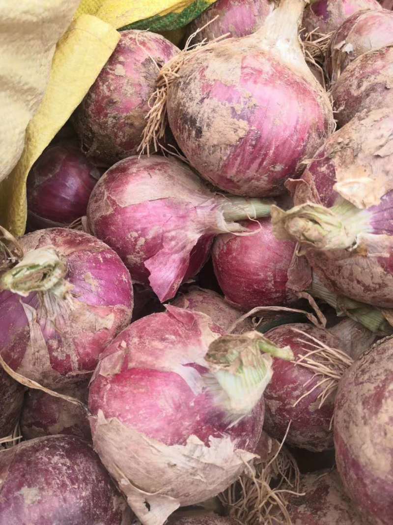甘肃靖远洋葱上市