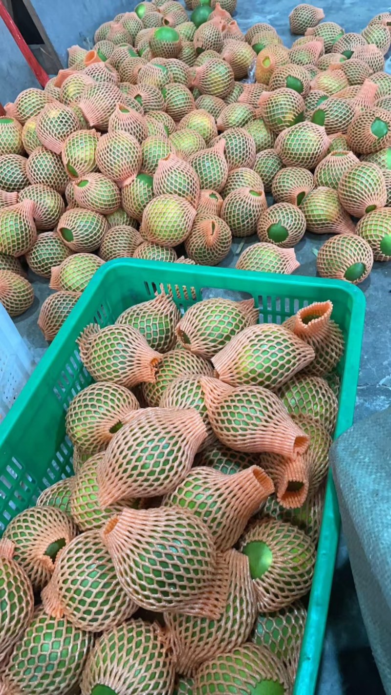 青皮葡萄柚