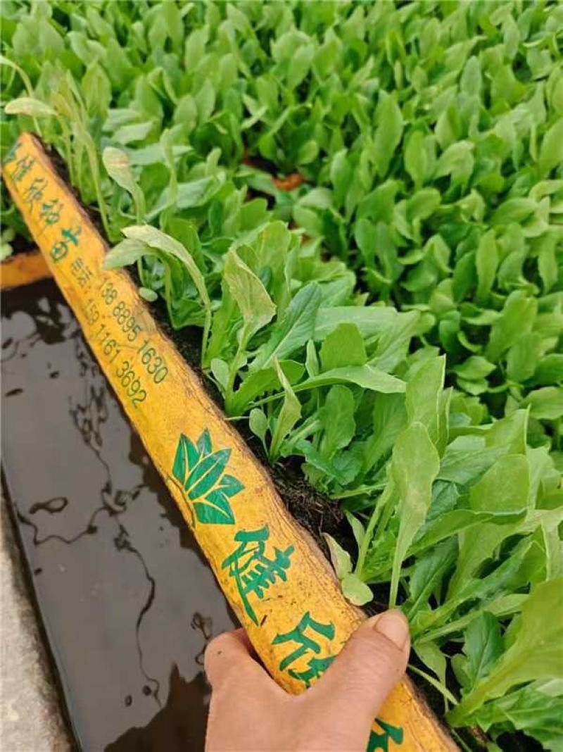 油麦菜苗产地直发，成活力高，量大，快来选购