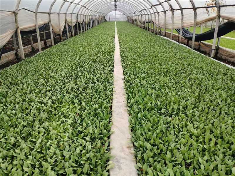 油麦菜苗产地直发，成活力高，量大，快来选购