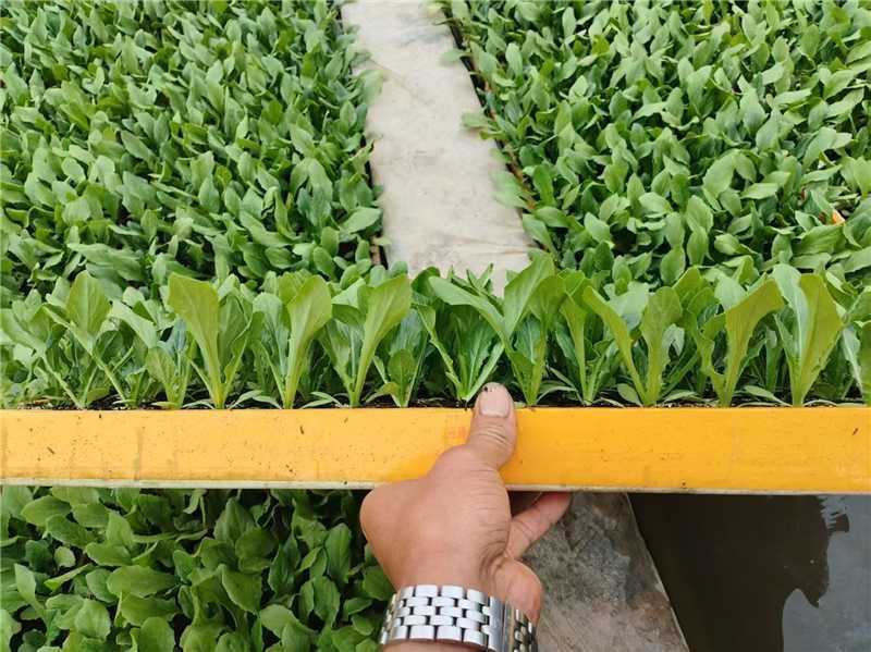 油麦菜苗产地直发，成活力高，量大，快来选购