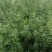【实力】甘肃沙棘苗大量供应/防沙固土/优质苗木欢迎选购