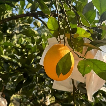 木瓜蜜丁