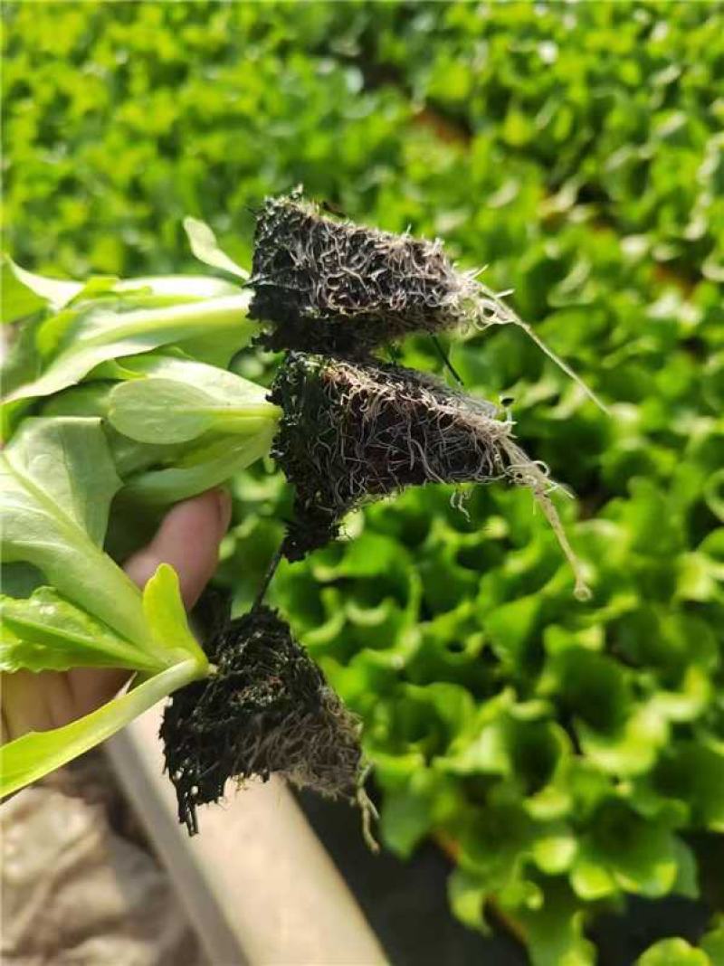 意大利生菜种苗，产地直发，量大从优，电话联系合作