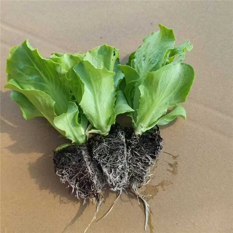意大利生菜种苗，产地直发，量大从优，电话联系合作
