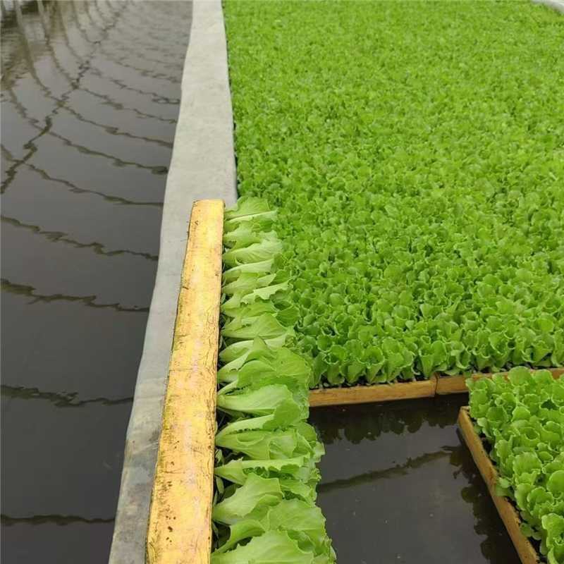 意大利生菜种苗，产地直发，量大从优，电话联系合作
