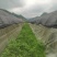 苔藓批发基地