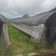 苔藓批发基地
