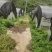 苔藓批发基地