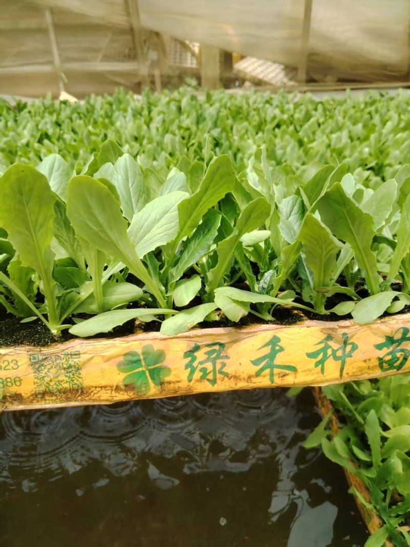 精品油麦菜苗全国发货欢迎联系各自规格