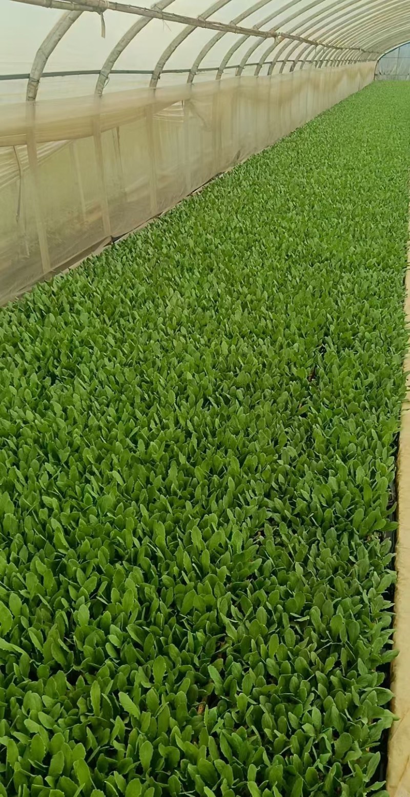 精品油麦菜苗全国发货欢迎联系各自规格
