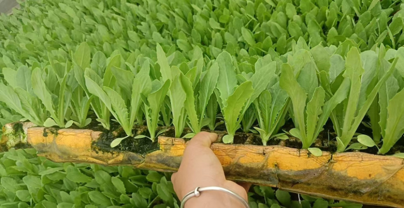 精品油麦菜苗全国发货欢迎联系各自规格