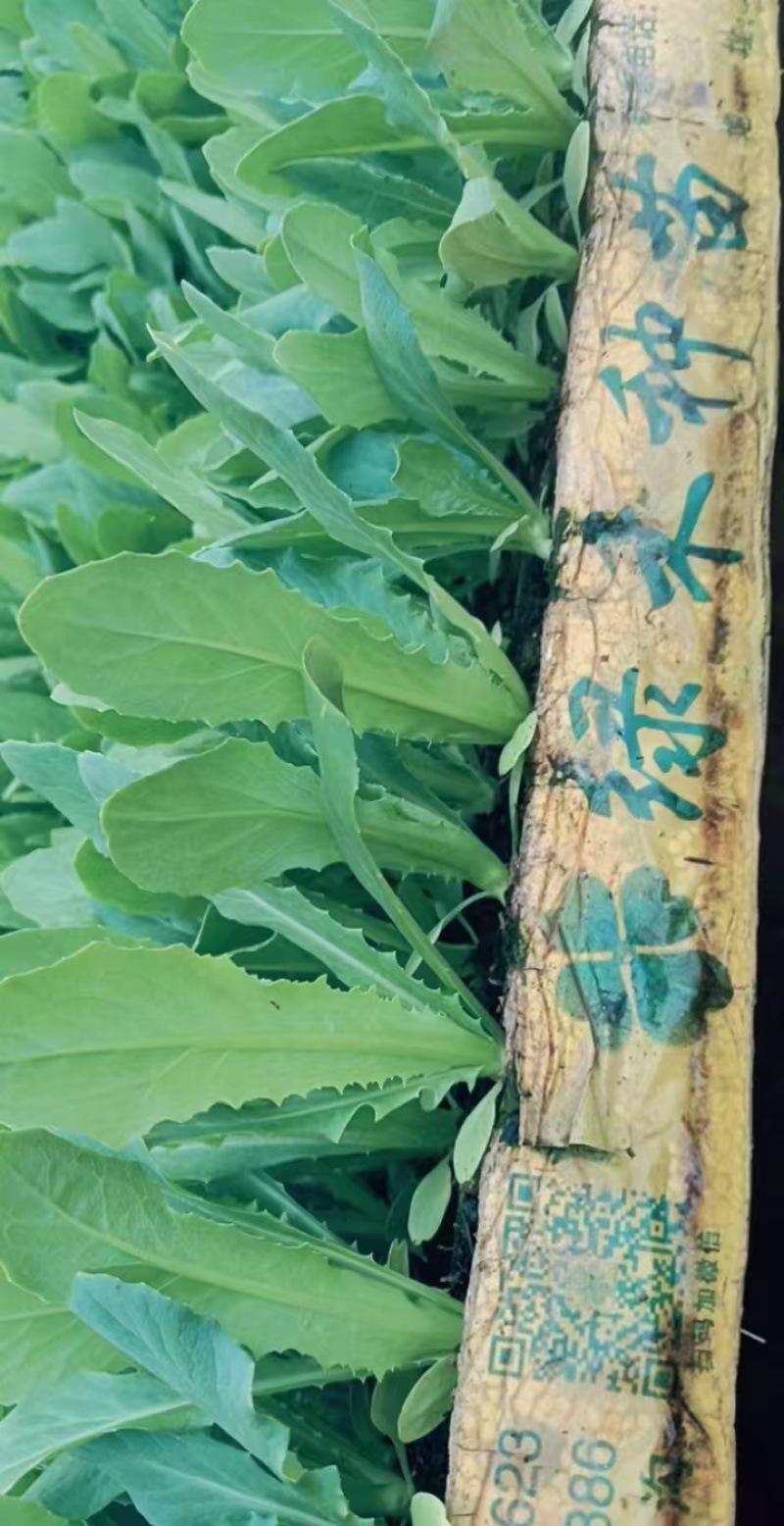 精品油麦菜苗全国发货欢迎联系各自规格