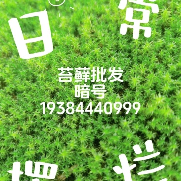 苔藓批发基地