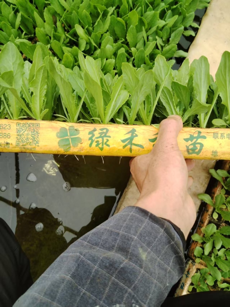 油麦菜苗全国发货欢迎联系各种规格欢迎咨询