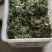 鲜花椒大量上市，产地直发，品质保证，服务周到，诚信经营