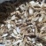 【实力推荐】仿野生牛大力一手货源批发价