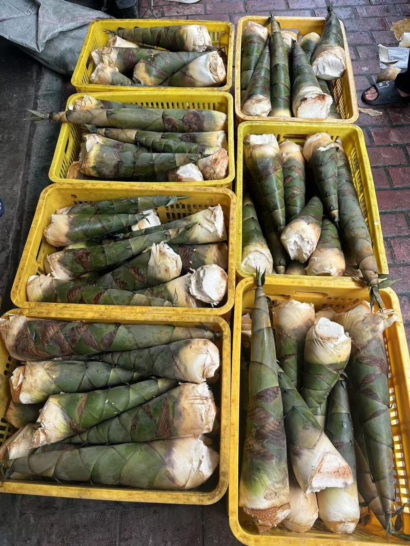 麻竹笋年产值70万斤以上，做出口贸易和零食的厂家可联系