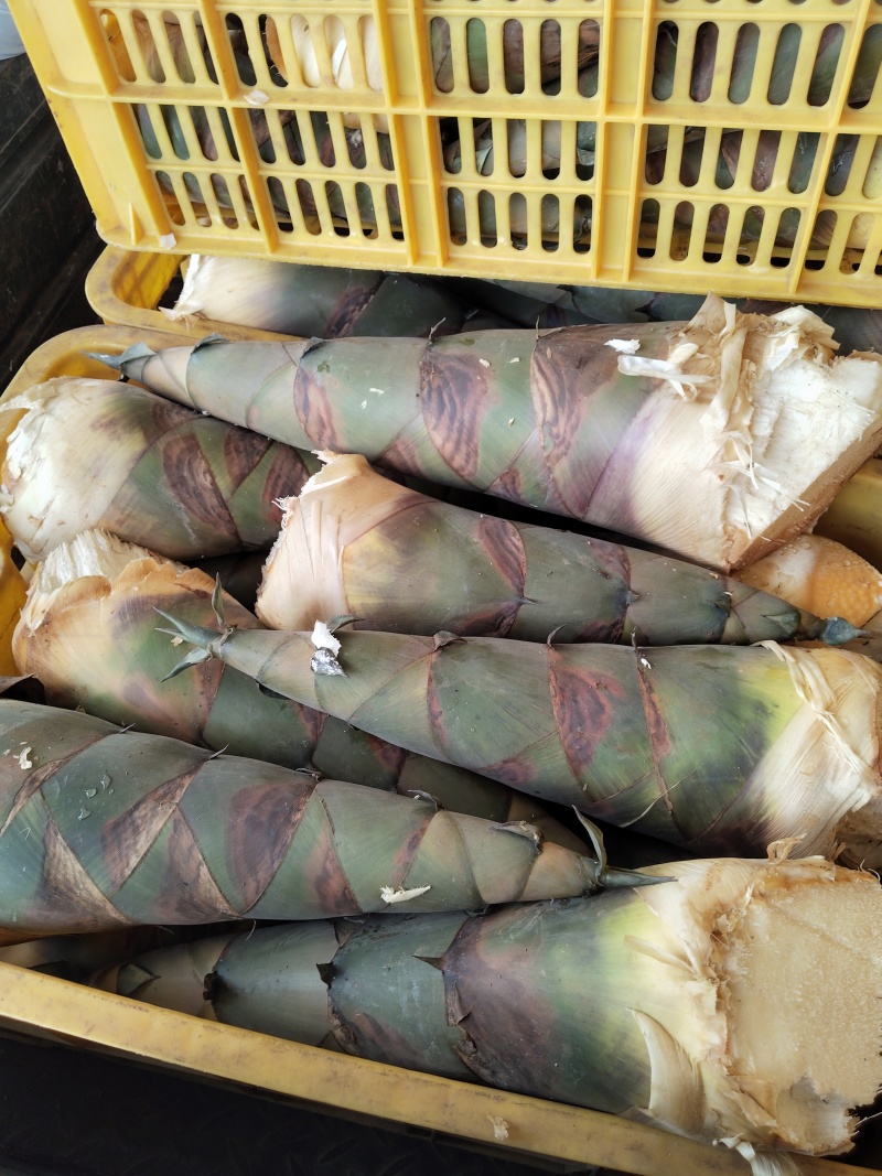 麻竹笋年产值70万斤以上，做出口贸易和零食的厂家可联系