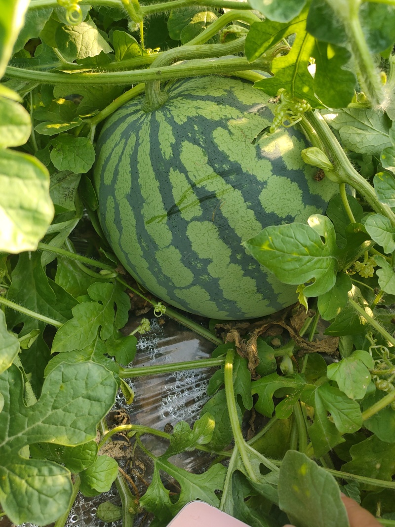 大棚无籽西瓜