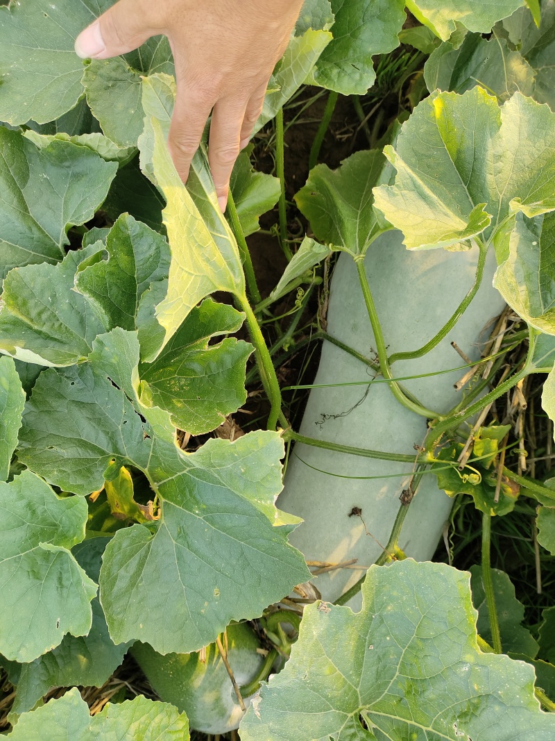 白皮冬瓜