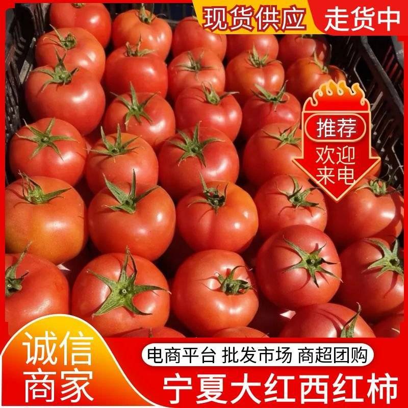 大红西红柿&宁夏西红柿/产地大量供应/现摘现发/全国发货