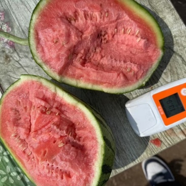 西瓜早春红玉小吊瓜皮薄多汁基地直销