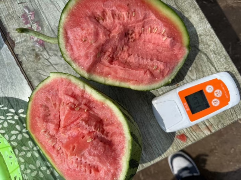 西瓜早春红玉小吊瓜皮薄多汁基地直销