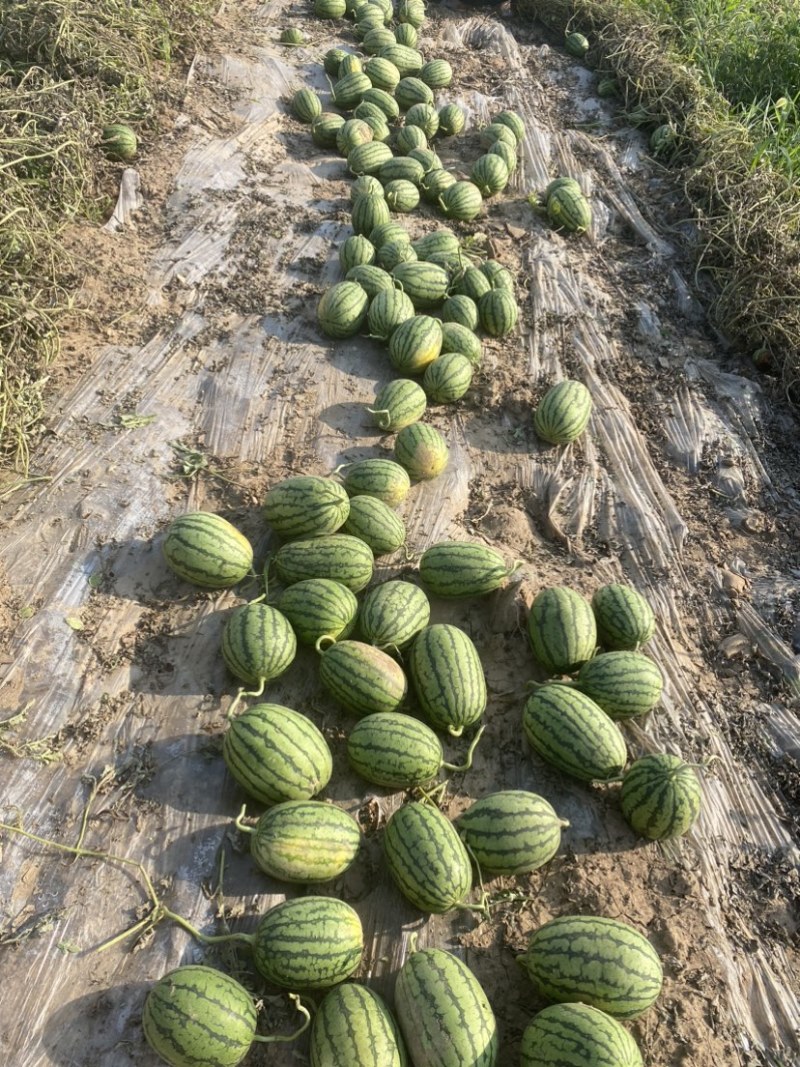 西瓜早春红玉小吊瓜皮薄多汁基地直销